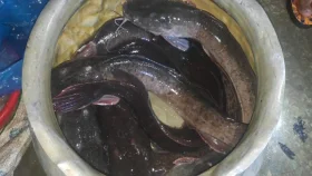 নাটোরে নিষিদ্ধ আফ্রিকান মাগুর বিক্রির দায়ে জরিমানা