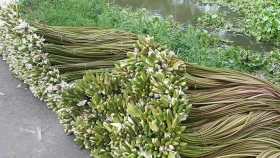 শাপলা ঘোরায় জীবনচাকা