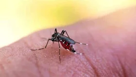 ডেঙ্গুতে একদিনে ২ জনের মৃত্যু, হাসপাতালে ভর্তি ৩৯৫