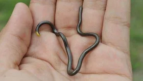 বিলুপ্তির ২০ বছর আবার দেখা মিললো বিশ্বের ক্ষুদ্রতম সাপের