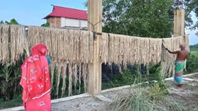 আড়াইহাজারে পাটের আবাদে ঝুঁকছে কৃষক