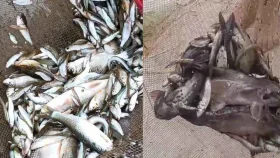 পঞ্চগড়ে বিষ দিয়ে নদীতে মাছ শিকার, হুমকির মুখে প্রজনন 