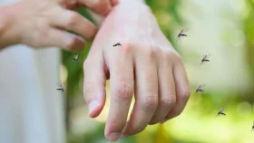 মশার দাপট কমাবে গাছ!