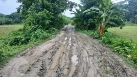 কাঁচা রাস্তাটি যেন কৃষকের ধানক্ষেত, দুর্ভোগে ৬ গ্রামের মানুষ