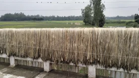 চাটমোহরে পাটের ভালো দাম পাওয়ায় কৃষকের মুখে হাসি