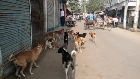 সৈয়দপুরে কুকুরের কামড়ে আহত ১১ পথচারী