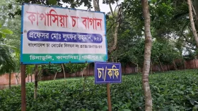কাপাসিয়ার সমতলে চা বাগান করে চমক