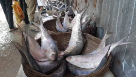 ভরা মৌসুমেও ইলিশের চড়া দাম, স্বাদ ভুলতে বসেছে মানুষ 