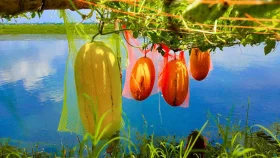 সাতক্ষীরায় অসময়ের তরমুজে ভাগ্য বদলাচ্ছে কৃষকের 