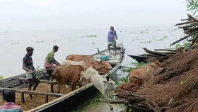 পদ্মার পানি বেড়ে বিপাকে চরবাসী