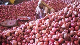 সেঞ্চুরি হাঁকার পথে পেঁয়াজ!