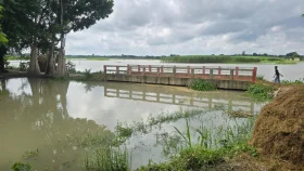পদ্মার পানি বিপদসীমার ওপরে, ফসল নষ্টের আশঙ্কা