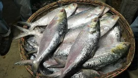 চাঁদপুরে প্রতিদিন ৫০০ মণ ইলিশ সরবরাহ