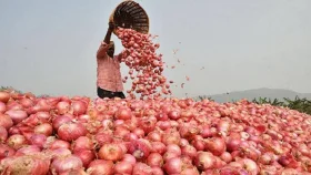 ভারতের পেঁয়াজ বাজারে, কমেছে দাম