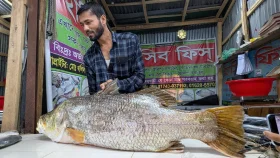 কুয়াকাটায় ধরা পড়লো ২১ কেজির কোরাল, বিক্রি ৩৫ হাজারে