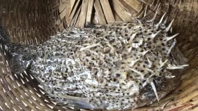 ধরা পড়লো বিরল প্রজাতির ‘সজারু মাছ’, হয়নি বিক্রি