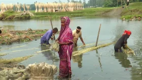 গাইবান্ধায় সুদিন ফিরছে পাট চাষিদের