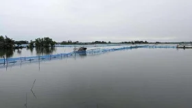 বাগেরহাটে চিংড়ি ঘেরে ভয়াবহ মড়ক, দিশেহারা চাষিরা