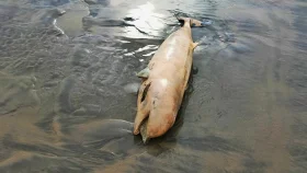 কুয়াকাটায় বাড়ছে ডলফিনের মৃত্যু হার