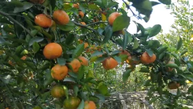 মাল্টা চাষে আগ্রহ বাড়ছে সাতক্ষীরার কৃষকদের 