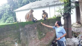 লোকালয়ে হনুমান, মানুষের সঙ্গে গড়ছে সখ্যতা