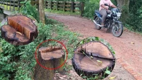 ফটিকছড়িতে সড়কের গাছ কেটে নিলো দুর্বৃত্তরা