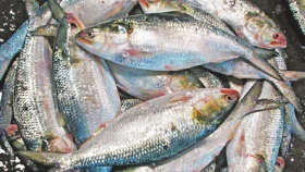 সাধারণ মানুষের নাগালের বাইরে ইলিশ