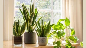ইনডোর প্লান্টে পাবেন স্বাস্থ্য সুবিধা