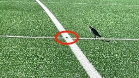 খেলার মাঠে পাখি ডিম পাড়ায় স্টেডিয়াম বন্ধ