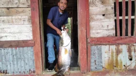 সুন্দরবনে ধরা পড়লো ১৭ কেজির কোরাল