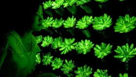 আলো ছড়াতে পারে এমন উদ্ভিদ আবিষ্কার করলেন চীনা বিজ্ঞানীরা