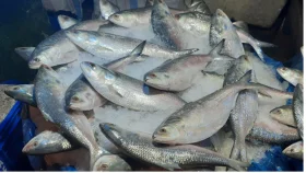 ভরা মৌসুমে তাপ ছড়াচ্ছে ইলিশ, স্বস্তি নেই মাংসেও