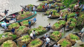 নদীর বুকে সবুজ বীজের হাট 
