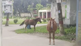 ফরিদপুরে পাগলা ঘোড়ার কামড়ে আহত ২০