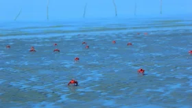 কুয়াকাটায় ঝুঁকিতে লাল কাঁকড়ার আবাসভূমি