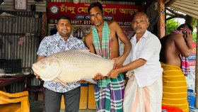 পদ্মার এক কাতল ৪৪ হাজার টাকা