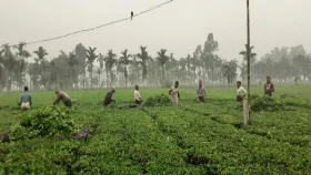 সমতলে দিগন্তজুড়ে সবুজায়ন, টি ট্যুরিজমের অপার সম্ভাবনা 