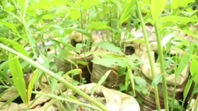 মেহেরপুরে পতিত জমিতে বেড়েছে বস্তায় আদা চাষ 