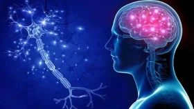 মস্তিষ্কের কার্যকারিতা বাড়াতে বিশেষজ্ঞদের ৫ পরামর্শ