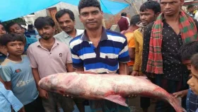 জেলেদের জালে ধরা পড়লো ১৮ কেজির বৃগেট 