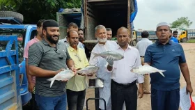 ভারতে গেলো আরও ১২০০ কেজি ইলিশ