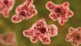 ভারতে ব্রেইন-ইটিং অ্যামিবায় প্রাণ গেলো ১৯ জনের