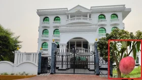 লাখ টাকা মূল্যের বিদেশি আম গাছ চু‌রির অভিযোগ