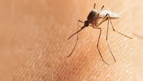 বিশ্বের সবচেয়ে প্রাণঘাতী প্রাণী মশা