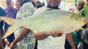 কলাপাড়ায় এক ইলিশ বিক্রি ১৪ হাজারে