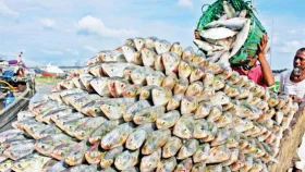 ১২ দিনে ভারতে গেলো ৯৯ টন ইলিশ