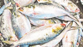 ইলিশের ওজন অনুযায়ী দাম নির্ধারণের সুপারিশ