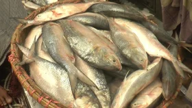 ইলিশ শিকার বন্ধ থাকবে ২২ দিন