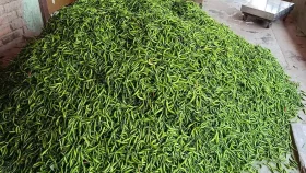 মেহেরপুরে কাঁচা মরিচের দাম এক লাফে দ্বিগুণ