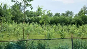 নালিতাবাড়ীতে নিষিদ্ধ গাছে সয়লাব, নিশ্চুপ&nbsp;কৃষি বিভাগ&nbsp;